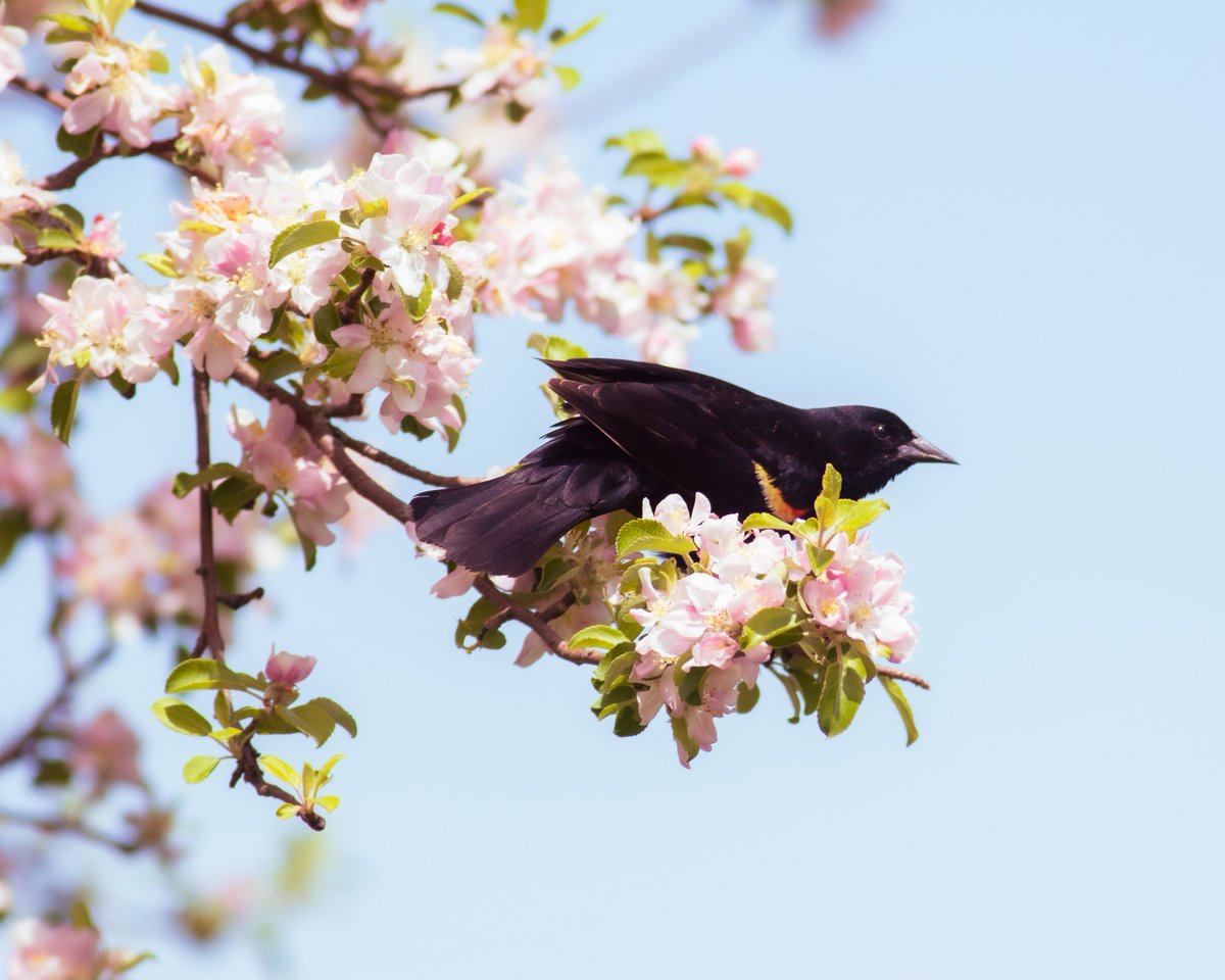 lightthebright's tweet photo. "And the day came when the risk to remain tight in a bud was more painful than the risk it took to blossom." ~Anais Nin 

#pride #pridemonth #love #birding #blossom #InspirationalQuotes https://t.co/Vyjtk36RJd