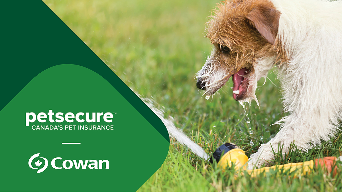 CowanInsurance's tweet photo. With the weather warming up, it’s essential to give your pet the care they need.
Keep your pet comfortable during the summer!
Keep your 🐶 cool and protected from the heat with proper grooming
Keep your 🐶 hydrated by providing access to fresh water!
#PetsecureProtected https://t.co/ku16IKgg5b
