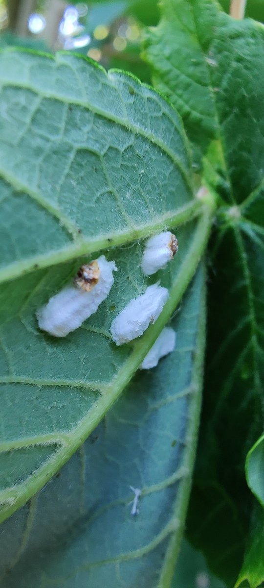 Het wilde leven tweet media