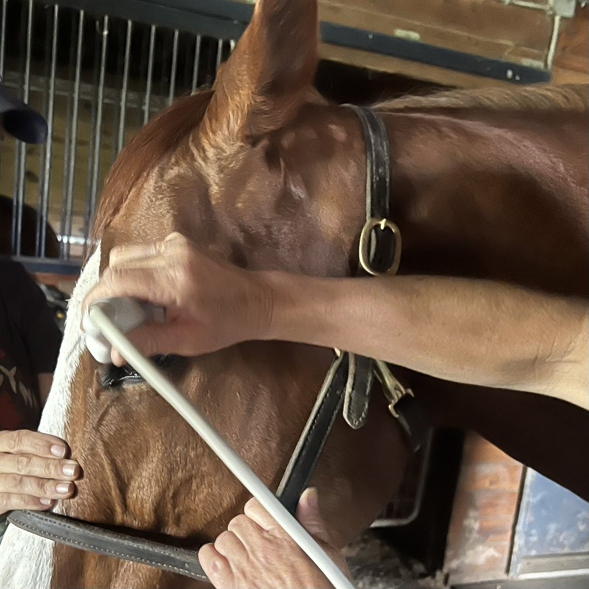 Thank you to everyone that pitched in to help get Big exams. We are in a holding pattern until the 15th. He will have his eye pressures checked every couple days and get repeat exams. Optho reviewed ultrasound. Detached retina left eye and significant vitreal degeneration right.1