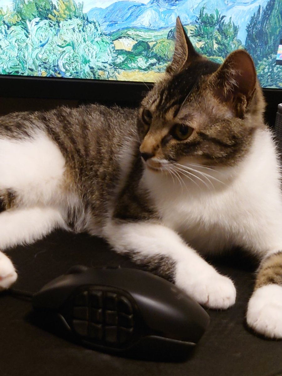 torasuka's tweet photo. 今日の猫 https://t.co/384VQDjY3z
