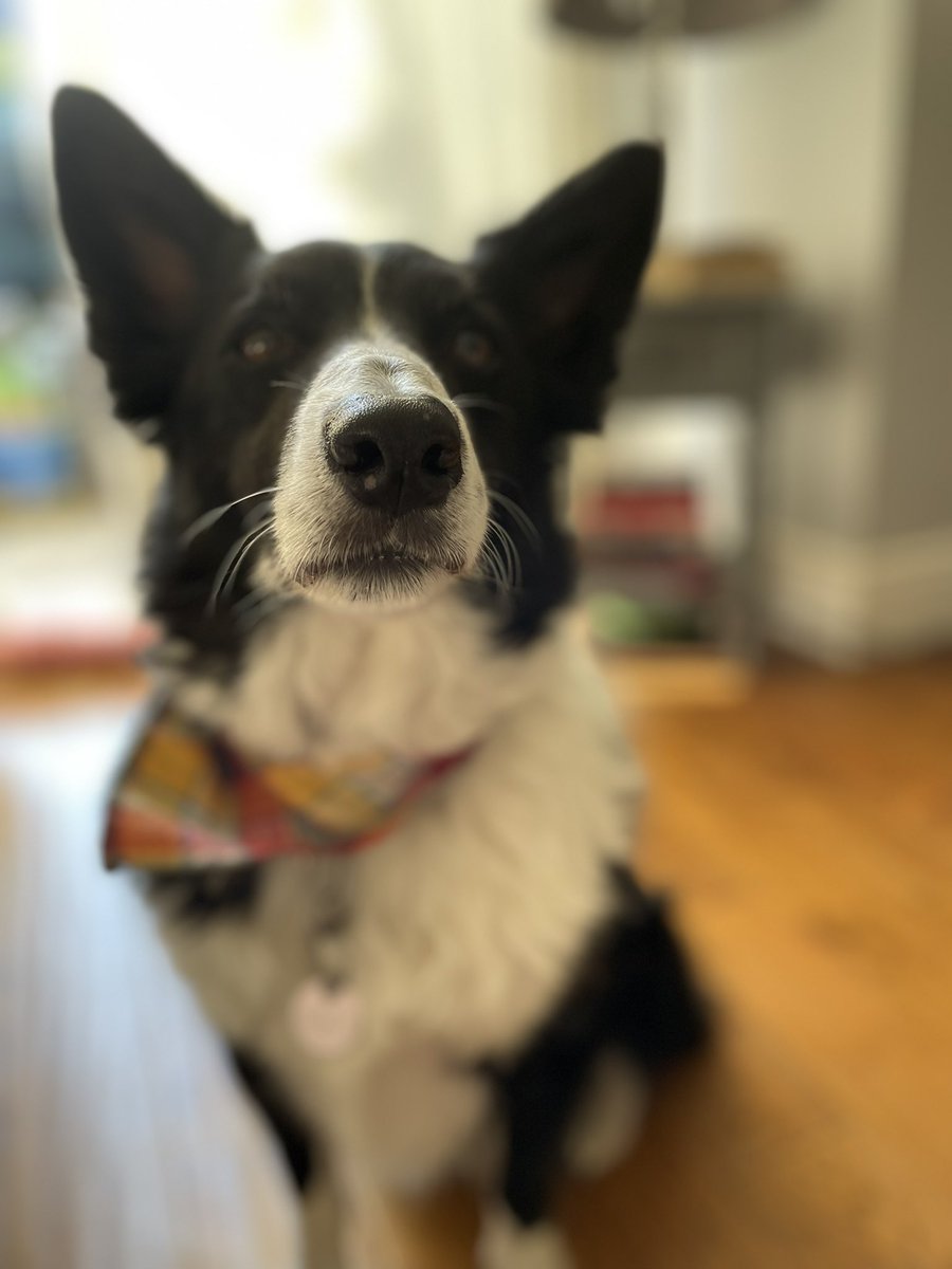 There may have been a chip on offer in exchange for this photo…