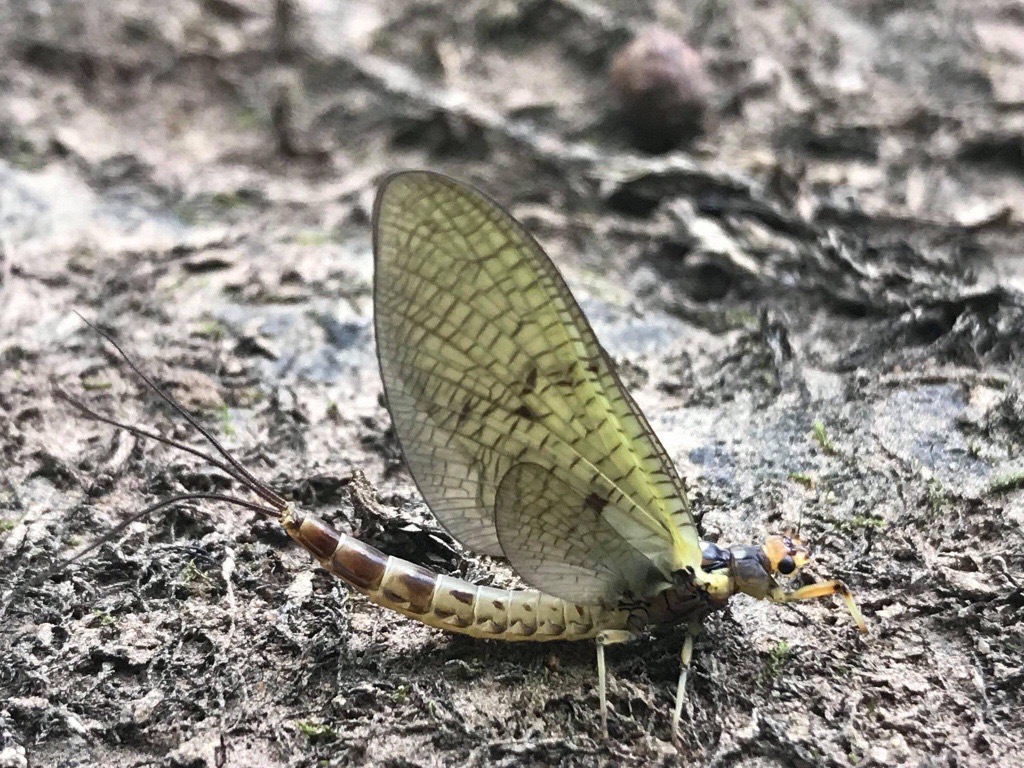 #DidYouKnow that Mayflies were one of the first winged insects, with fossils dating back over 300 million years. There are 51 species of mayfly known from the British Isles today and they range in size from less than 5mm to over 20mm. #OrvisVirtualMayflyFestival