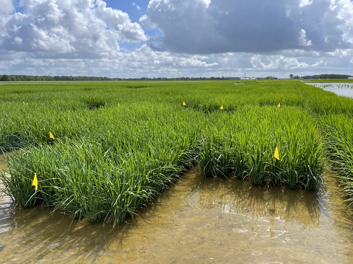 LSU Phytobacteriology Lab tweet media