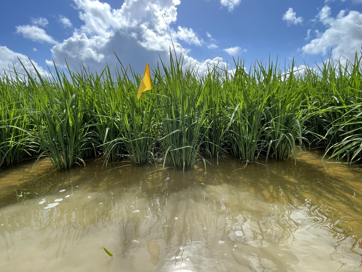 LSU Phytobacteriology Lab tweet media