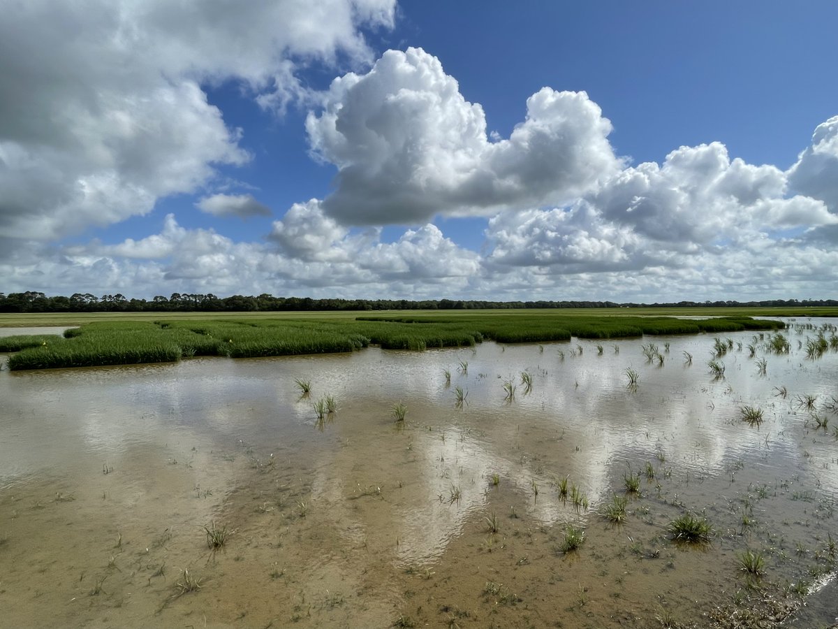 LSU Phytobacteriology Lab tweet media