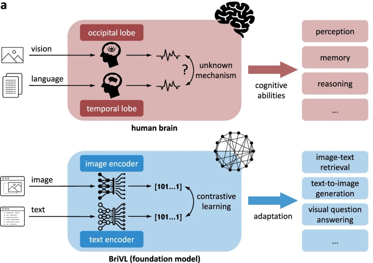 raphaelmilliere's tweet photo. Figure taken from a paper just published in @NatureComms. This is why deep learning researchers need to engage with cognitive science. https://t.co/gf8hchhgIO