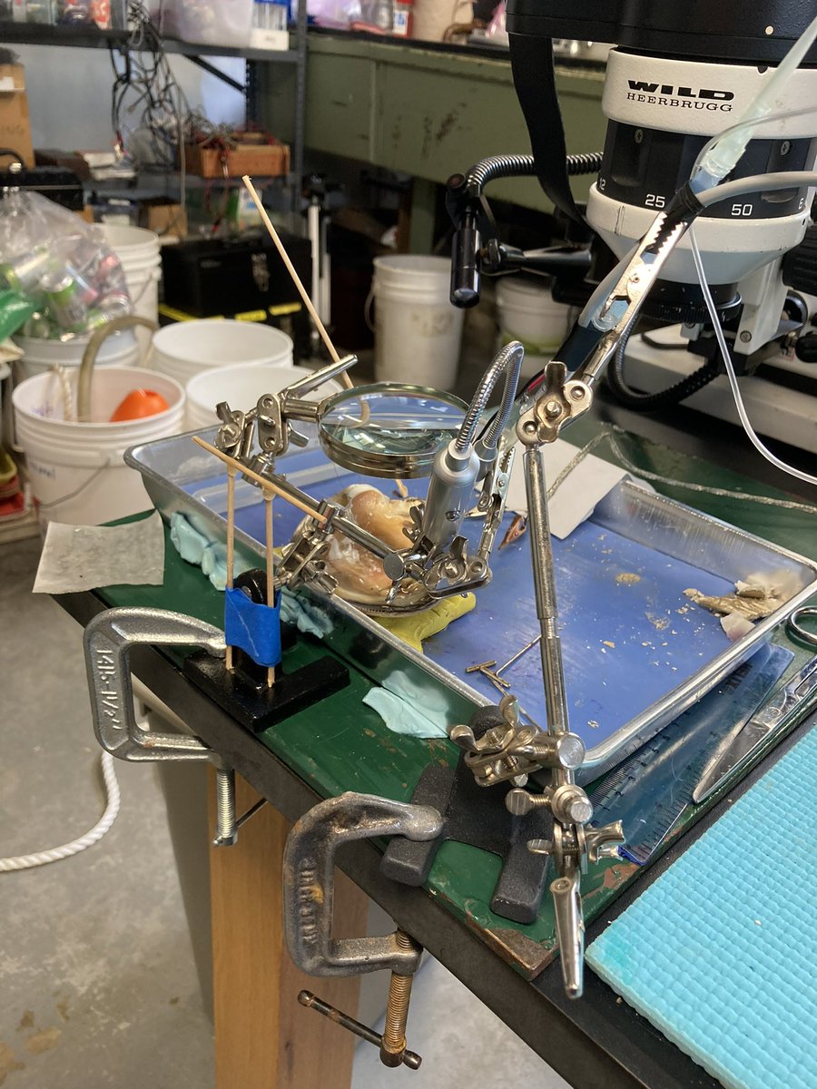 SuperOlish's tweet photo. Excited for @NSB_MBL and #LowCostApproaches acute and chronic #Quohog #Clam #Heart recordings! #LowCostRig #Ephys https://t.co/sB42NqGu3a