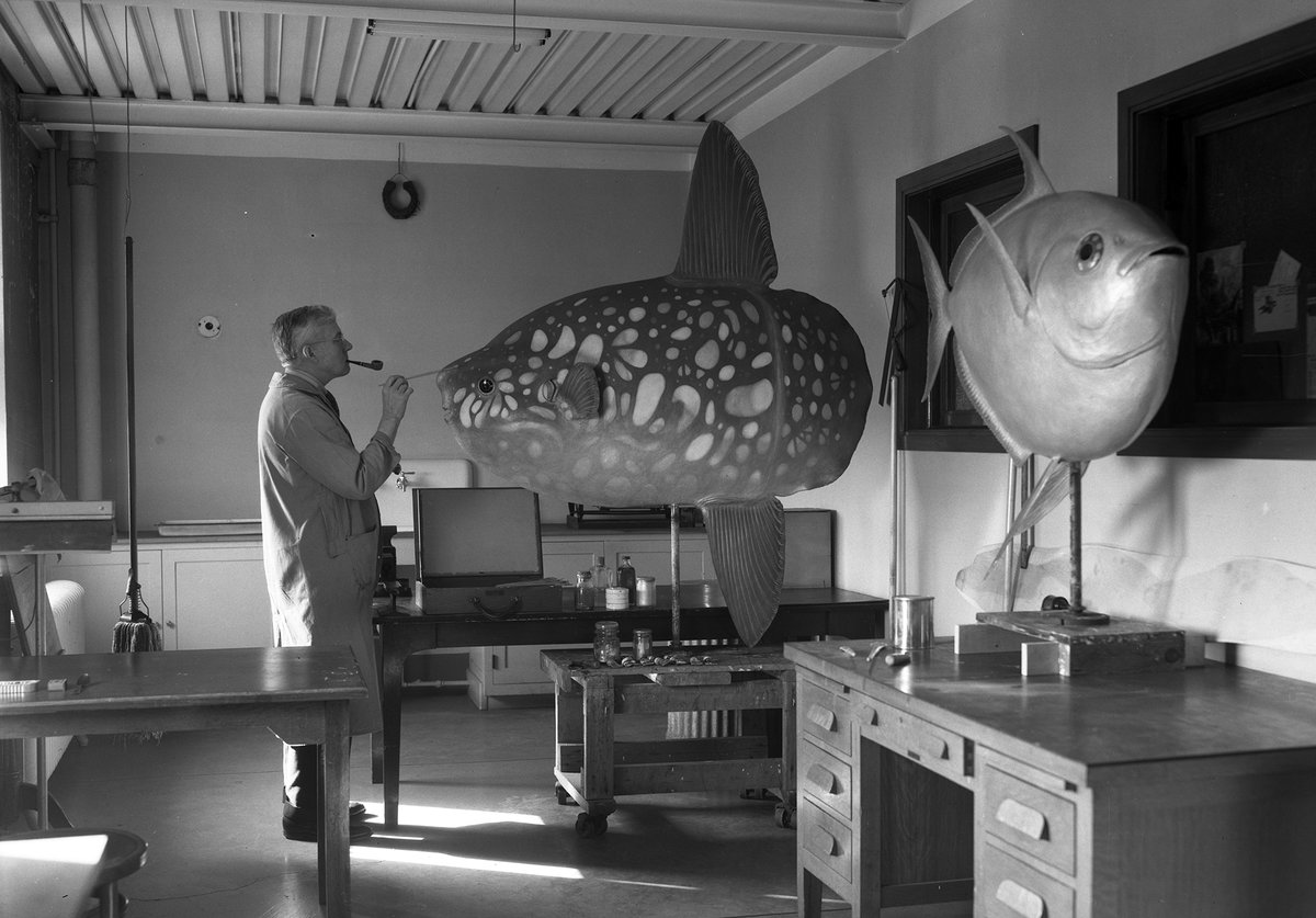 <a href="/magneticsharkz/">Jack @ Applying for Jobs</a> Nope! This is taxidermist Leon Pray. Below, he's pictured up to his gills in work on a sunfish (mola) model in 1945.