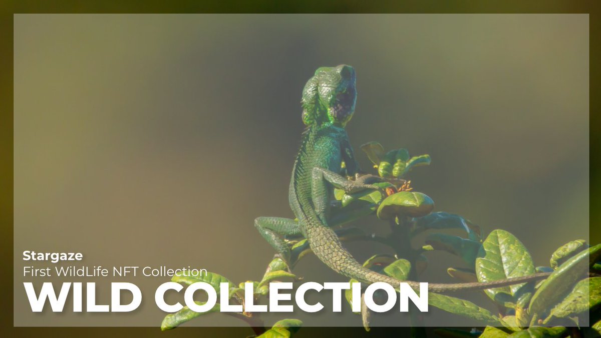 0x_wild's tweet photo. #Wild_collection will act as a #Promo_Card for all #wild_tool's products on @StargazeZone. 😍😍
Follow @wild_developer_ for more info and upcoming news
#wild #wild_collection #stargaze #wild_tools https://t.co/LygrpE6hpk