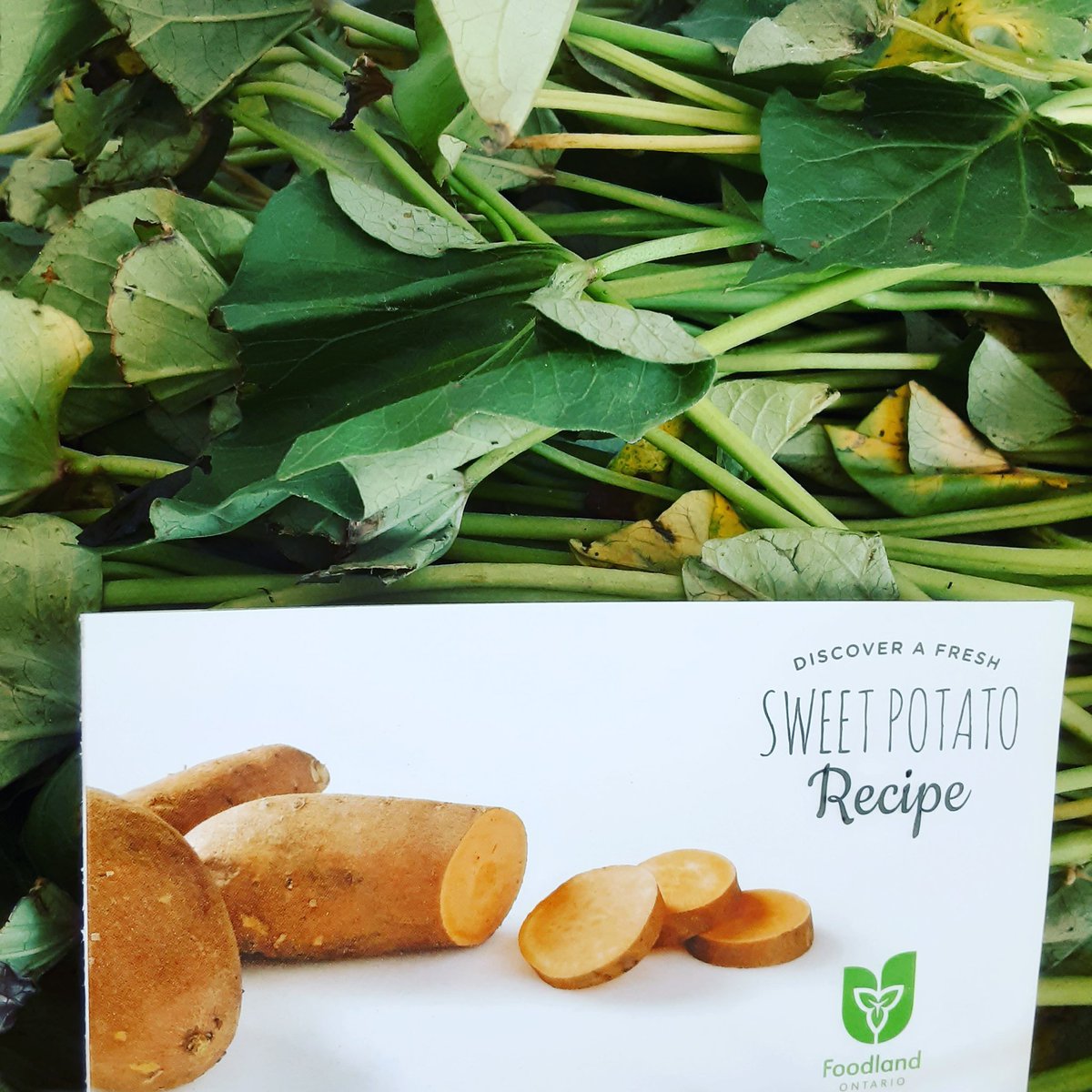 Sweet potatoes slips are in. Plant them now and harvest early October 
#sweetpotato 
#arthurgreenhouses
