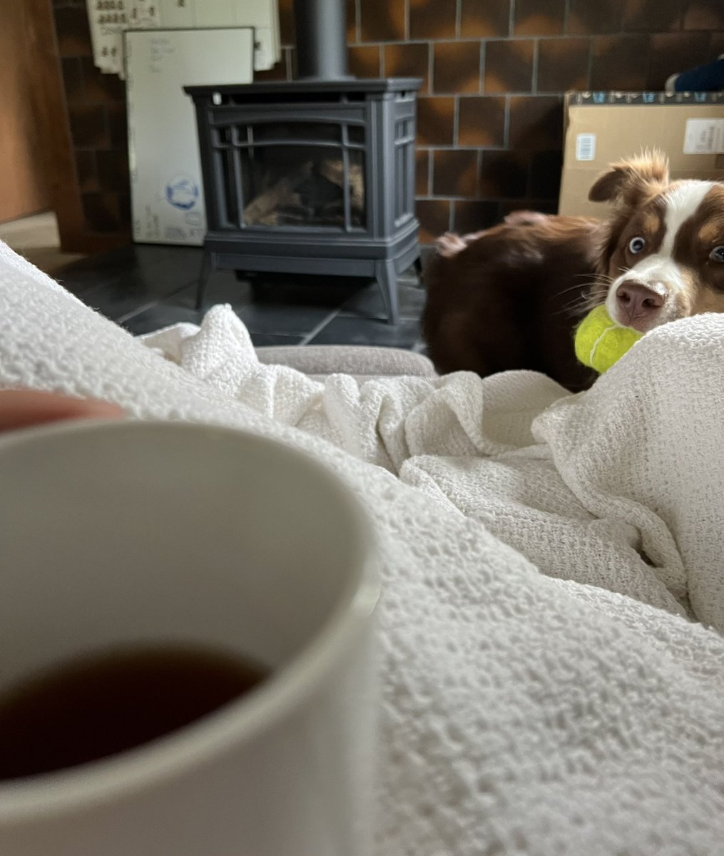 geochemisthat's tweet photo. This is our morning routine: cup of tea, tennie ball. Not necessarily in that order. Usually at the same time. Bosun doesn’t care about the tea. https://t.co/g3CWCJpEI9