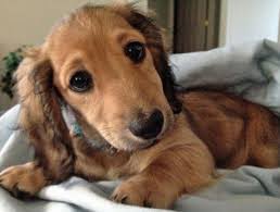 ColleenReign's tweet photo. The guy's name is John I don't know his last name but he says he's in the military and he says he is a soldier don't fall for his scam and that's a picture of the dog that he said I could have https://t.co/QztYhFjAwa