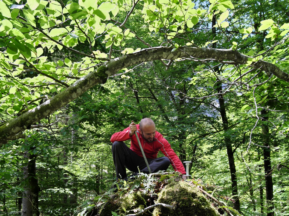 Rupert Seidl (@rupertseidl) on Twitter photo In the field this week in beautiful #BerchtesgadenNationalPark with @corneliussenf @dominikthom1 and <a href="/M_Maroschek/">Michael Maroschek</a>. Worked on amending our large scale forest dynamics plots by doing light measurements and installing microclimate loggers. In the field this week in beautiful #BerchtesgadenNationalPark with @corneliussenf @dominikthom1 and <a href="/M_Maroschek/">Michael Maroschek</a>. Worked on amending our large scale forest dynamics plots by doing light measurements and installing microclimate loggers.