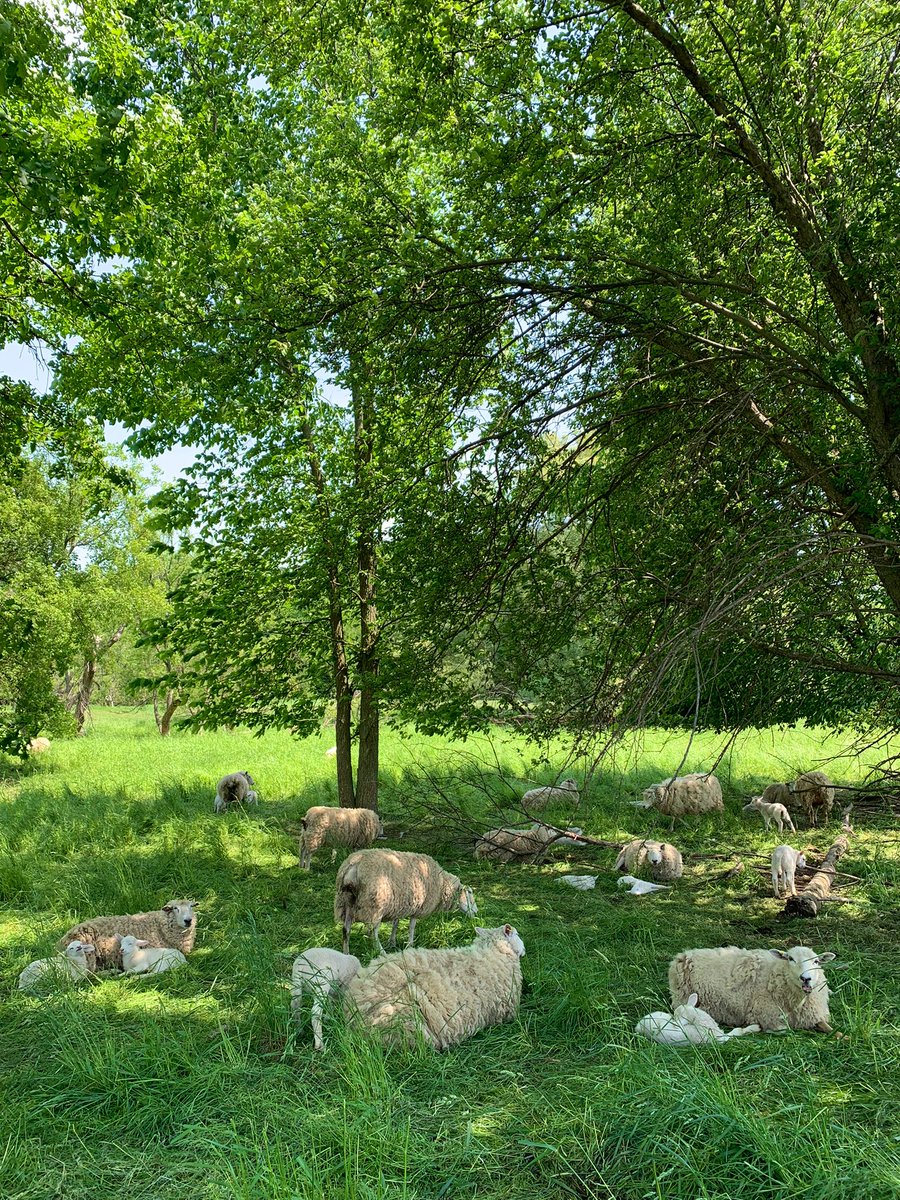 Picking a shady spot on a sunny day 
☀️🌳🐑🌳🐑🐑🌳🐑🐑
#ontag #ontariosheep #norfolkcounty