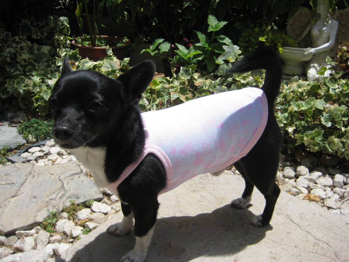 RuffRuffCouture's tweet photo. Daiwong wearing a RRC Bunny Love Summer Tank #dogdress #summerdog https://t.co/vqghSyXVv3