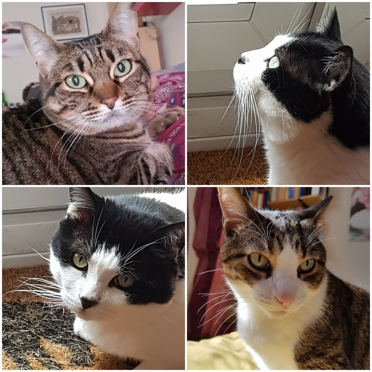 😻Benito🐾Calita😻 🌈Filou🌈 tweet media