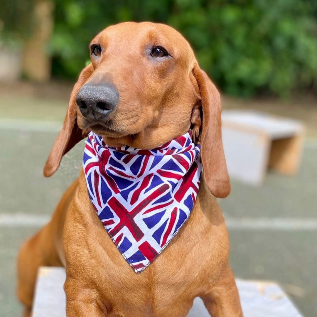 DevonCountyShow's tweet photo. We have an abundance of these little lovelies entered into this yearโs dog show! Will you be Dachshund to see them?
๐ธ: cootsdachshunds
#dachshund #dachshundlove #dogfriendlydevon https://t.co/NcZedcGbR1