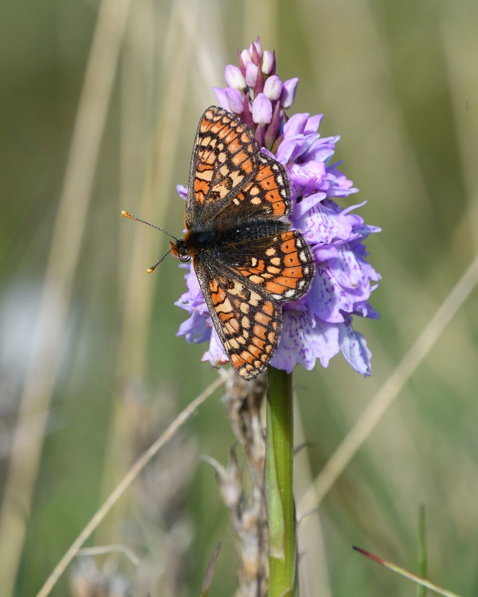 StephMurphy66's tweet image. One of my favourite Butterflies! The Marsh Fritillary. These ones were taken at Challacombe Farm. Just awesome creatures. Taken with Nikon 300mm pf lens @savebutterflies @BCDevon