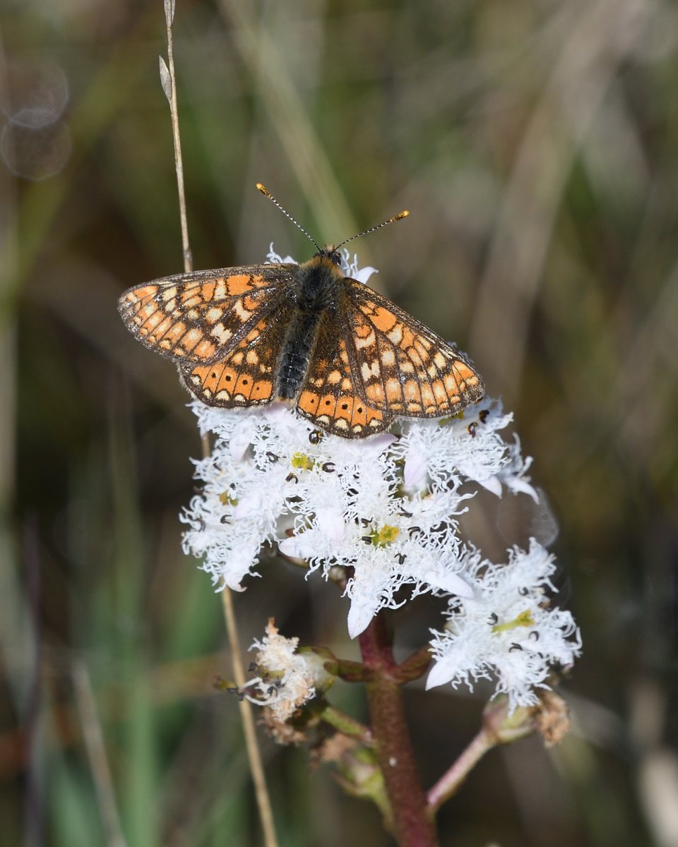 StephMurphy66's tweet image. One of my favourite Butterflies! The Marsh Fritillary. These ones were taken at Challacombe Farm. Just awesome creatures. Taken with Nikon 300mm pf lens @savebutterflies @BCDevon