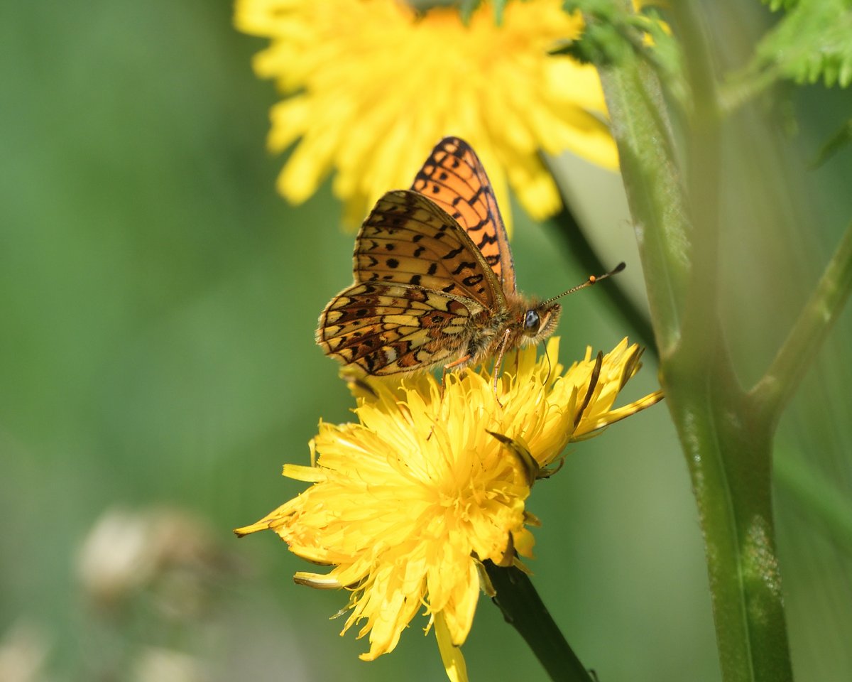 StephMurphy66's tweet image. One of my favourite Butterflies! The Marsh Fritillary. These ones were taken at Challacombe Farm. Just awesome creatures. Taken with Nikon 300mm pf lens @savebutterflies @BCDevon