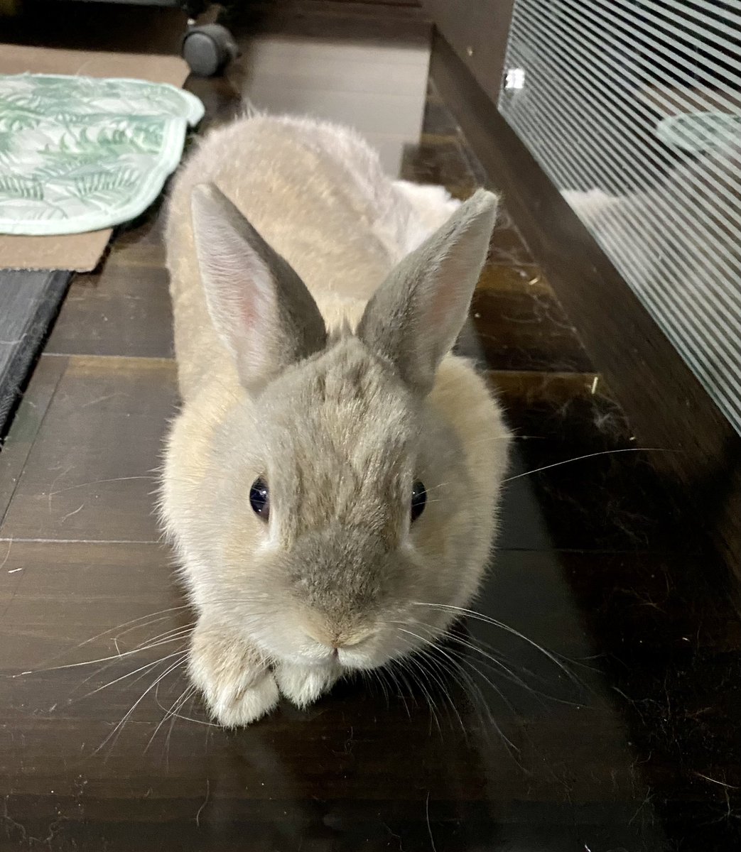 moco_kimagure's tweet photo. 体調不良→避妊手術から約３か月
おかげさまで、すっかり元気になりました🐰✨

体重は10%増量中です☺️💦

#うさぎのモコ
#うさぎのいる生活
#うさぎのいる暮らし https://t.co/SqsUaJIa1d