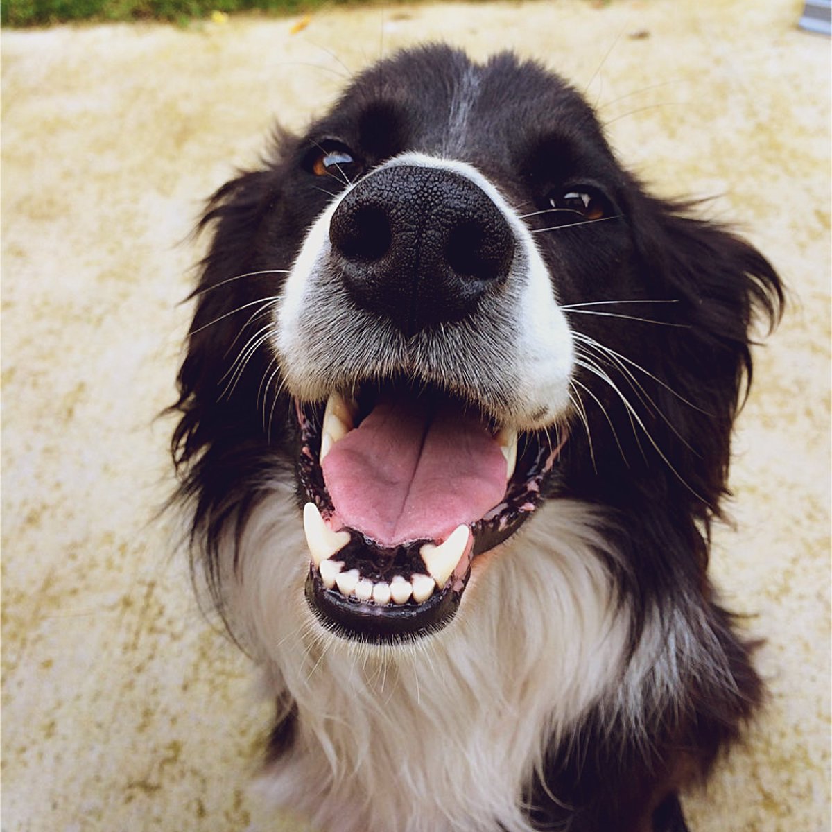 BIM_Chiro's tweet image. We’re back! Remember to book your spinal adjustment, cold laser, or foot detox bath today! Call 615 444-7656. We are so excited to see you!