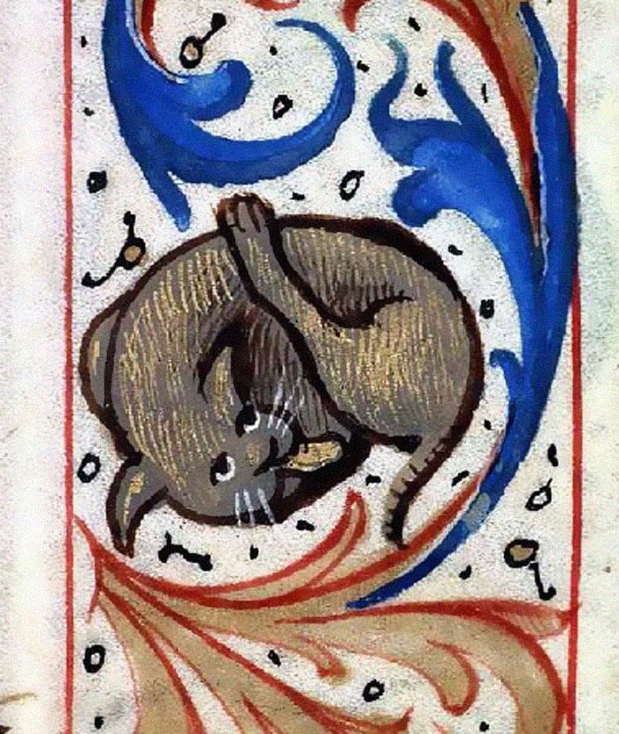 cat, france, ca. 1500