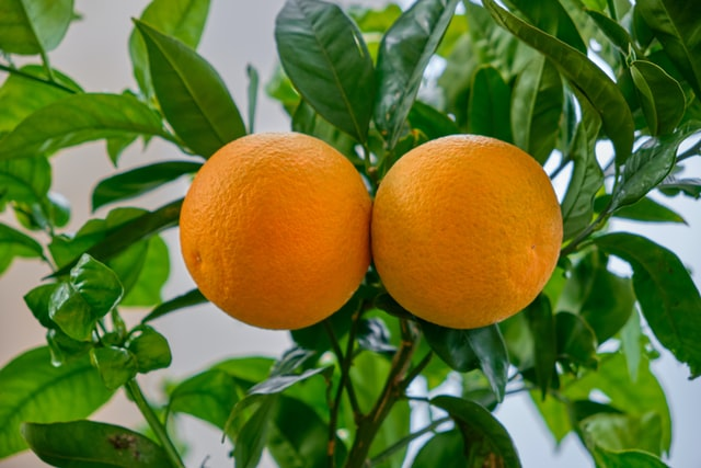 HomeZada's tweet photo. The taste of freshly grown fruit is one of the most satisfying things, but not everyone has the room for their orchard. That’s why patio fruit trees are the perfect option for people with limited growing space.
Learn more: https://t.co/aFvHD7NxP8
#patiotrees #homegrown #garden https://t.co/CjG5Bd3Ct0
