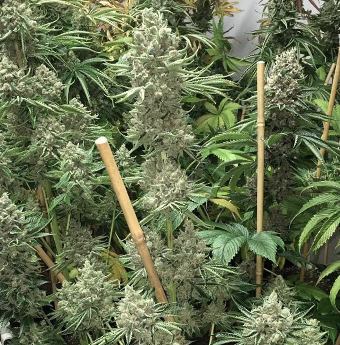 stoneybrew420's tweet photo. Does your home grow look like this? 🌱 https://t.co/grrM8snmS0