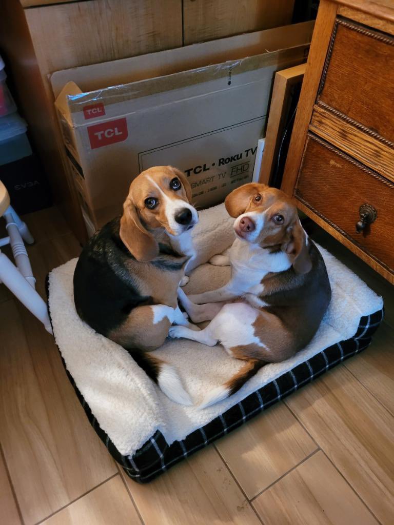 Trying to decide who gets the bed