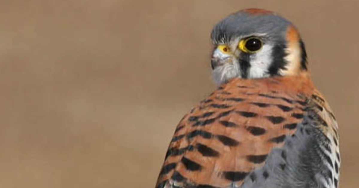 A collab between our American Kestrel Partnership & Boise State University, Adopt-a-Box provides critical support to one of the longest-running kestrel box monitoring projects while giving you a peek into the lives of their adopted kestrel family. Adopt: ow.ly/bwRf50JmiqY