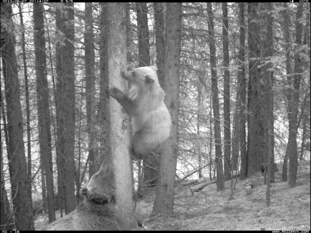 This brings me back to trying to get the kids to leave the playground... I feel you bear!