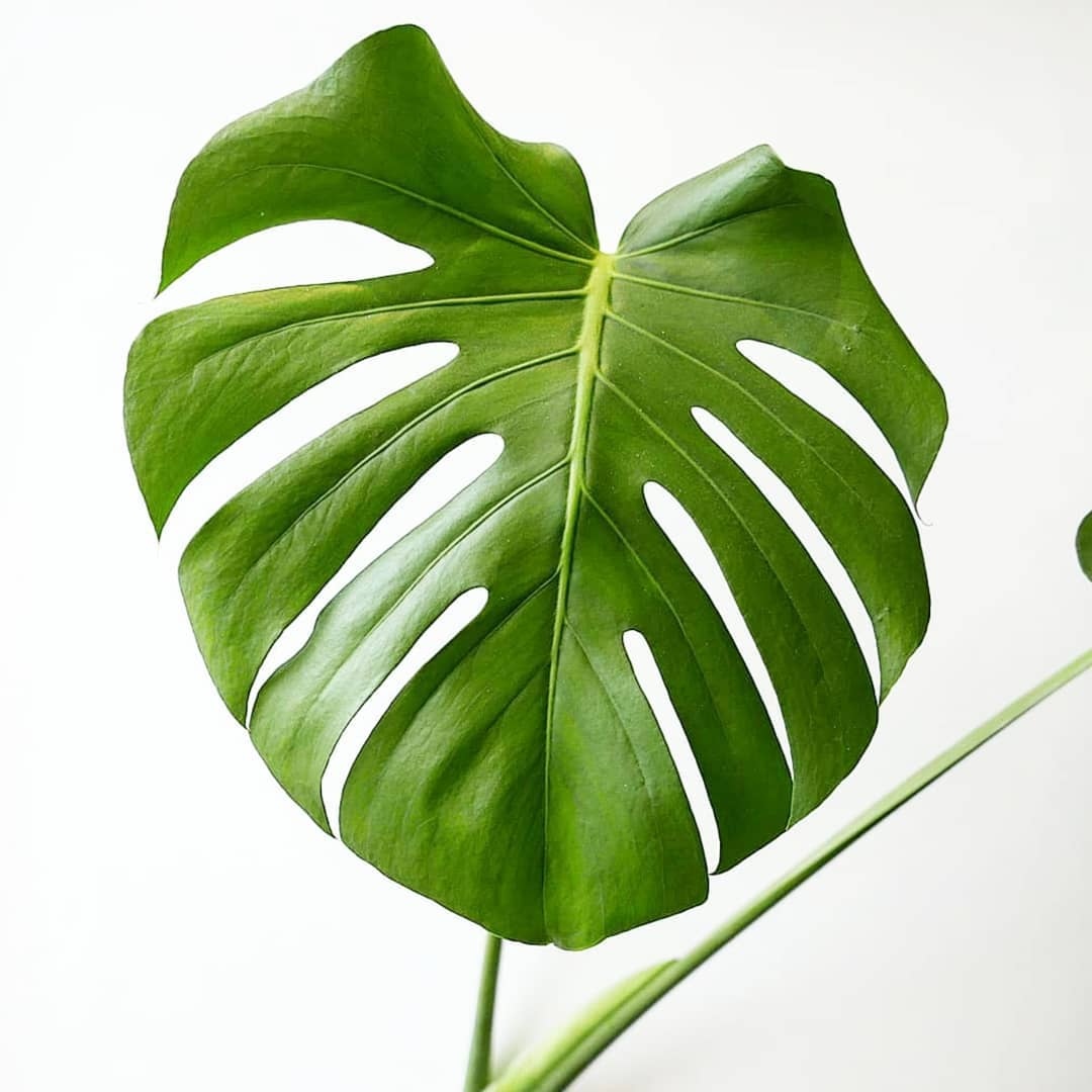 TreeClicks's tweet image. What is your favourite house plant? 🌿 treeclicks.com

Photo by @laurasimpleliving

#zerowaste #zerowasteweek #nowaste #stopwaste #reusabe #swap #zerowasteswap #greenliving