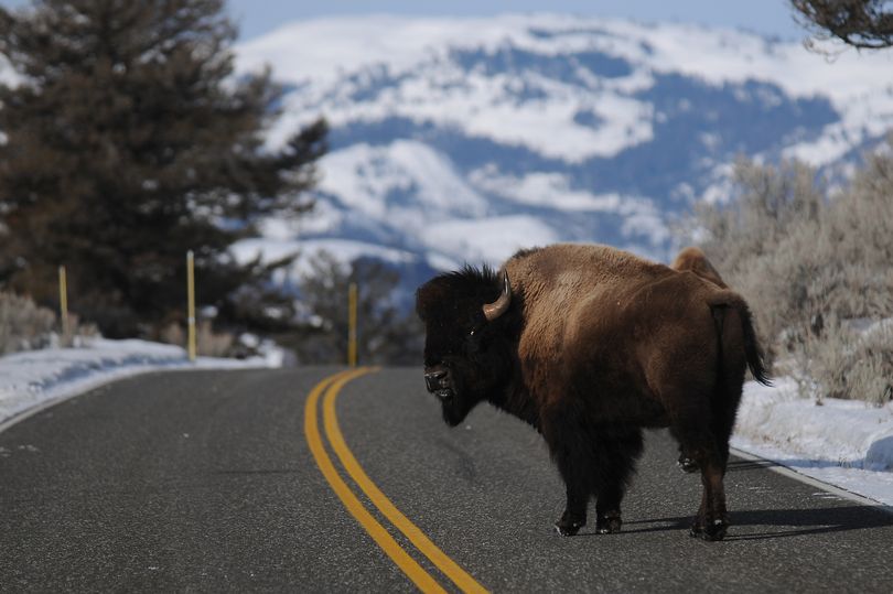 Daily Star on Twitter "Woman gored by bison as rampaging beast sent