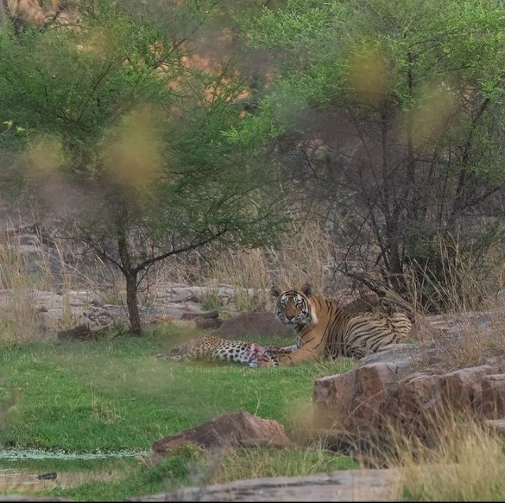 Sheiksparro's tweet photo. Amazingly Rare Event !! 

A tiger has hunted and killed a leopard at the Ranthambore Tiger Reserve. 

This rare clip was recorded by wildlife photographer Harsha narasimhamurthy.

PC : Harsha narasimhamurthy

#tiger #tigerkill #ranthombore #rare #Indianwildlife #leopard #India https://t.co/fJUqWUIh6R