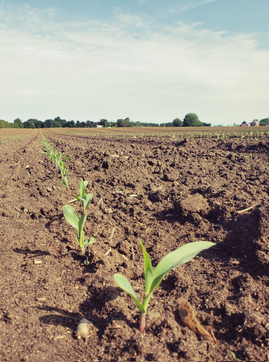C & L Seed Production tweet media