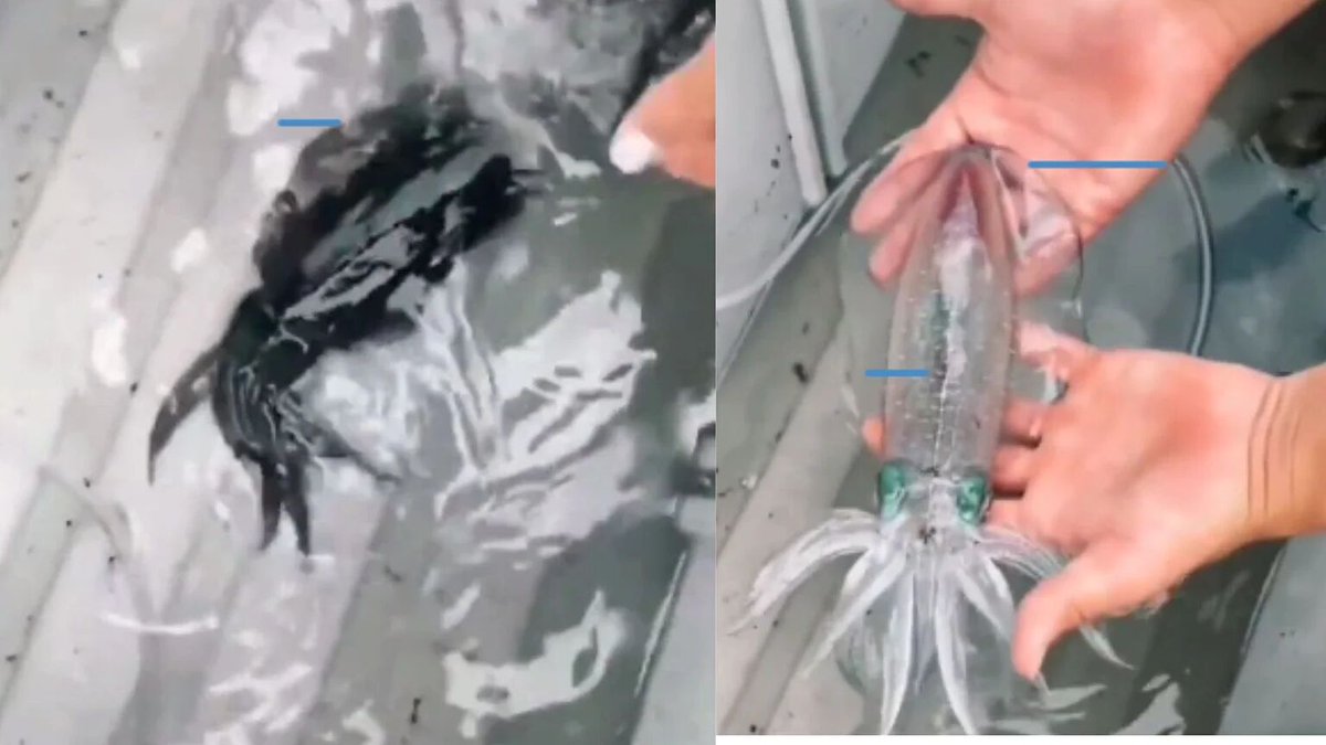 Guidesly's tweet image. Check this out- squid becomes transparent when taken out of water! The glass squid spends much of its life in partially sunlit shallow waters, where transparency provides camouflage.

#GlassSquid #Transparent #Fish #Species #Shallow #Water #Camoflauge #Camo #Science #Biology