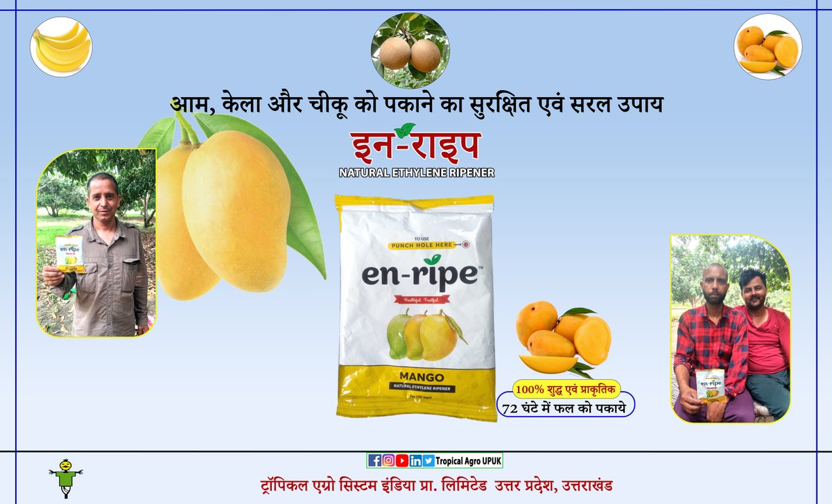AgroUpuk's tweet photo. आम, केला और चीकू को पकाने का सुरक्षित एवं सरल उपाय
इन-राइप
100% शुद्ध एवं प्राकृतिक स्वाद
72 घंटे में फल को पकाये
मात्रा : 10 कि. ग्रा. फल के लिए 1 पैकेट इन राइप।
#enripe #NaturalEthyleneRipener https://t.co/k7TxzyPK25