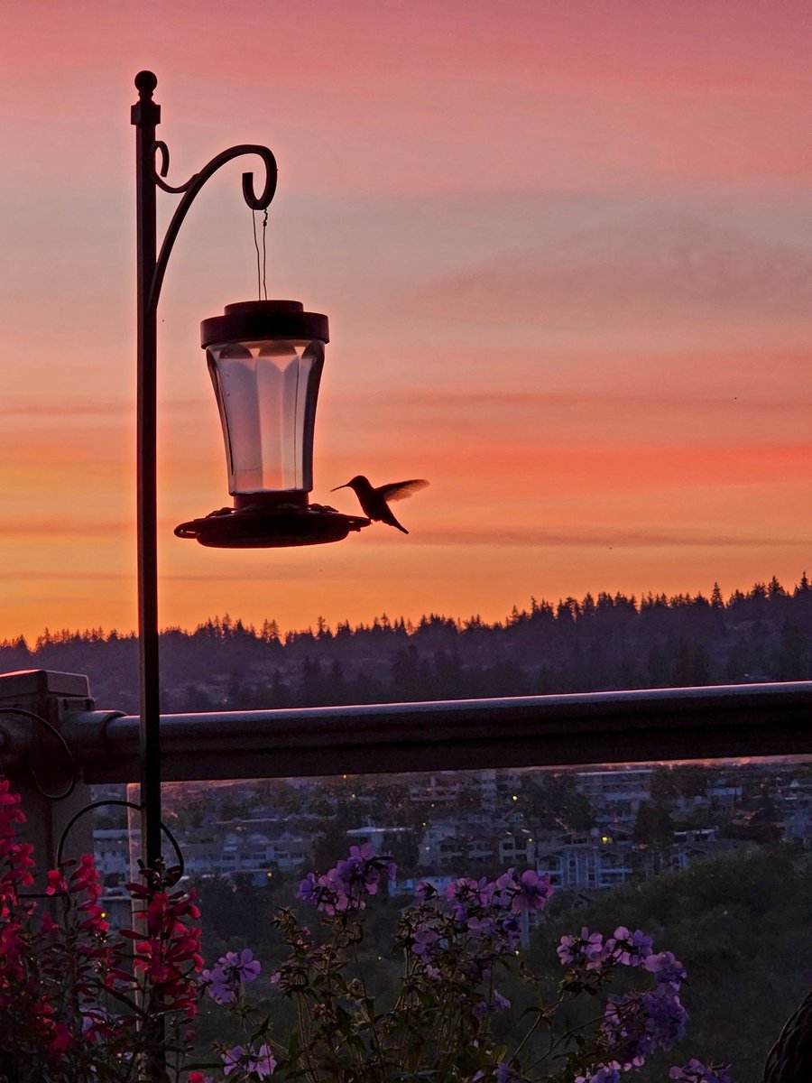 garyhaakenson's tweet photo. Caught this early bird at sunrise yesterday morning https://t.co/8pmL4uxfKw