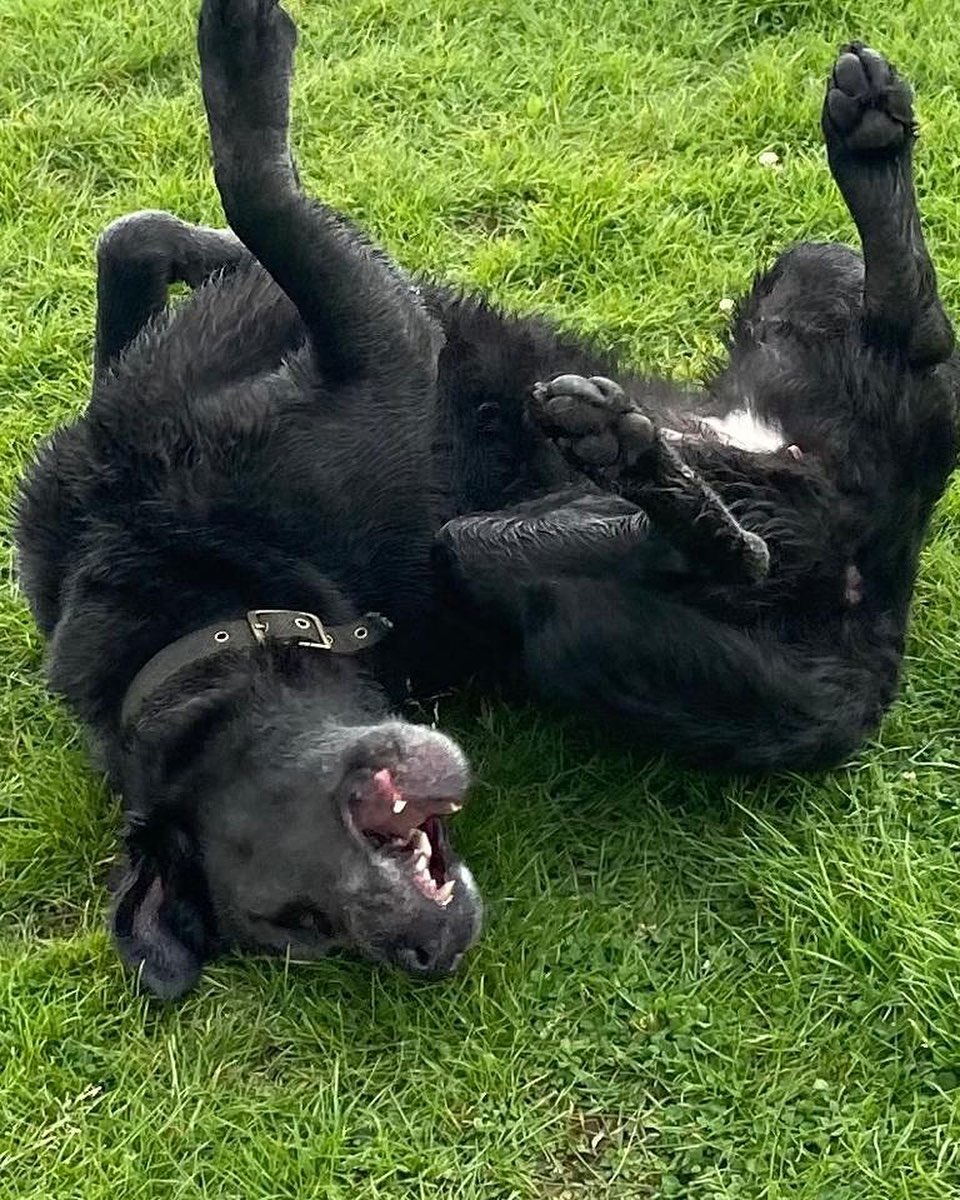 Rolling into jubilee weekend like … #willowfelton