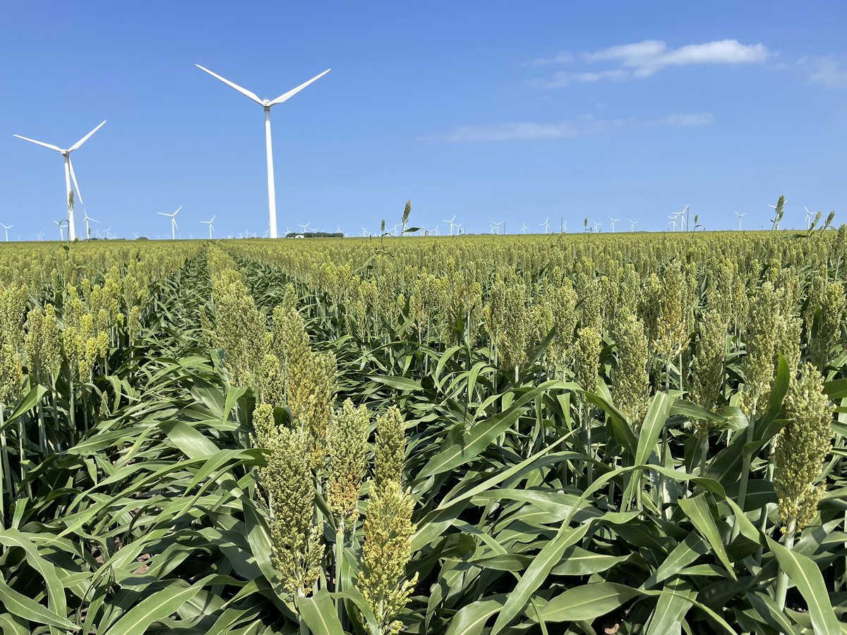 Inching closer and closer to grain harvest⏳