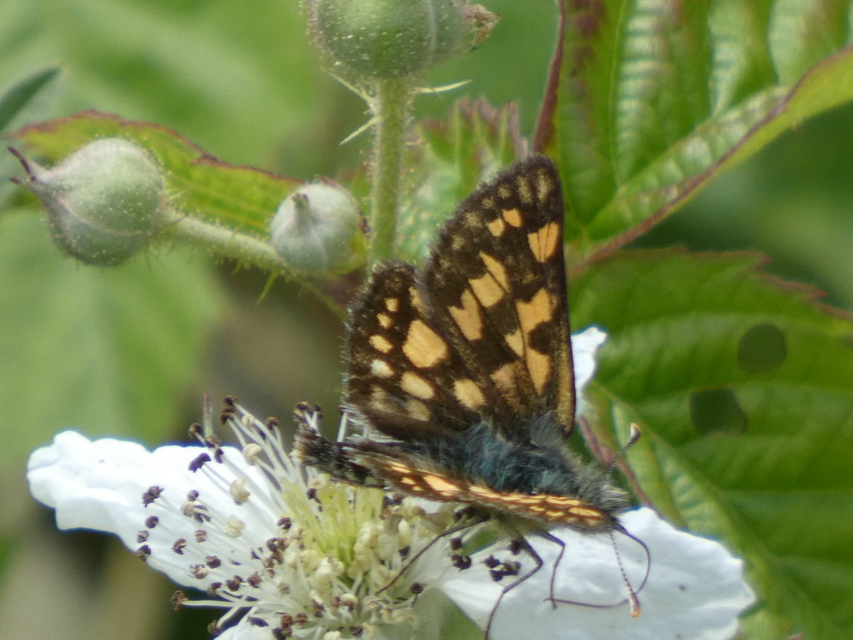 A trip out to Fineshade Wood with @1987footballfan for the Chequered Skipper today. There were a lot of relieved people when it finally showed up. 😉🙄 @NatureUK @savebutterflies @ukbutterflies #Northhamtonshire