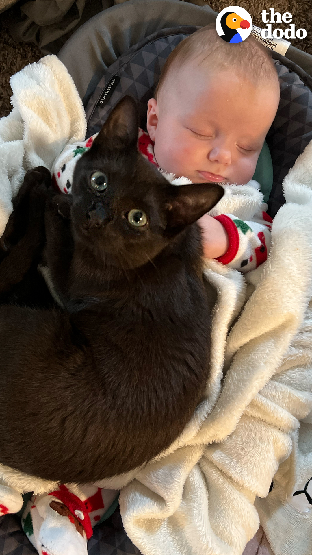 The Dodo on X: "Kitten gets caught on baby cam sneaking into her sister's  crib for a snuggle ❤️ https://t.co/R37QVkOMED" / X