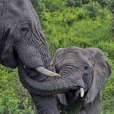 isouzauci's tweet photo. "The elephant infants and mothers that never had a mother-calf bond or that were prematurely taken from that bond were able to re-establish it with a different elephant which helped to reduce trauma symptoms, and regulate emotions as well as regain trust for others" #39canimals https://t.co/Iy8Uu7BsZW