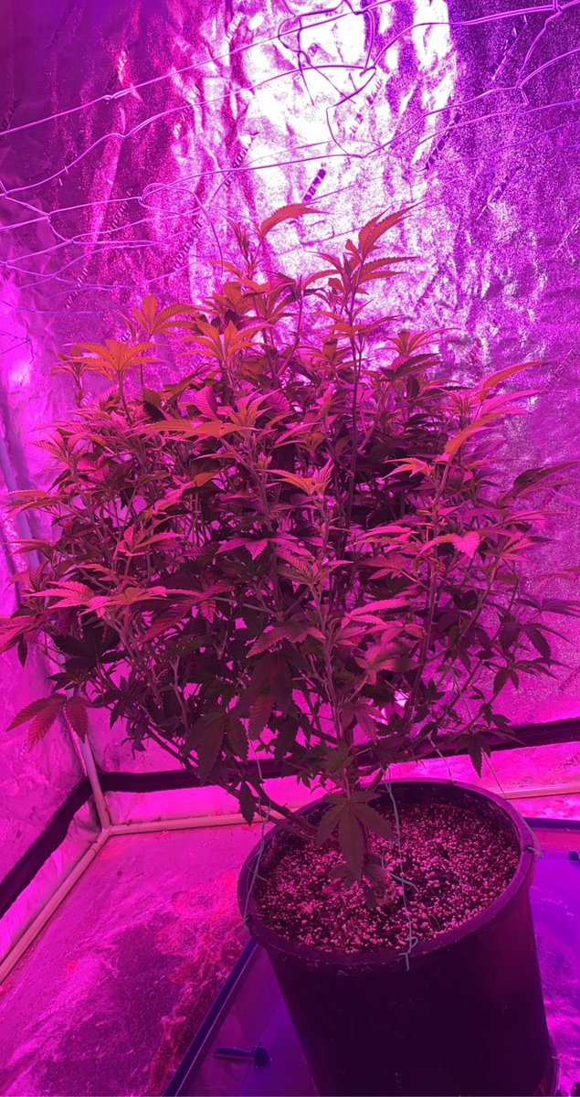 svdden_joey's tweet photo. needs a nice STRETCH ! but lookin healthy otherwise. #HIPPIECRASHER https://t.co/1lOhh3iSQx