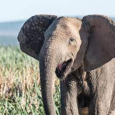 isouzauci's tweet photo. "Poaching leads to many other problems, such as trauma responses, stress, and changes in elephant genome pools. Since elephants that are being poached have tusks, it is now genetically  favorable to be born without tusks." #39canimals https://t.co/fHqbqJE2dt