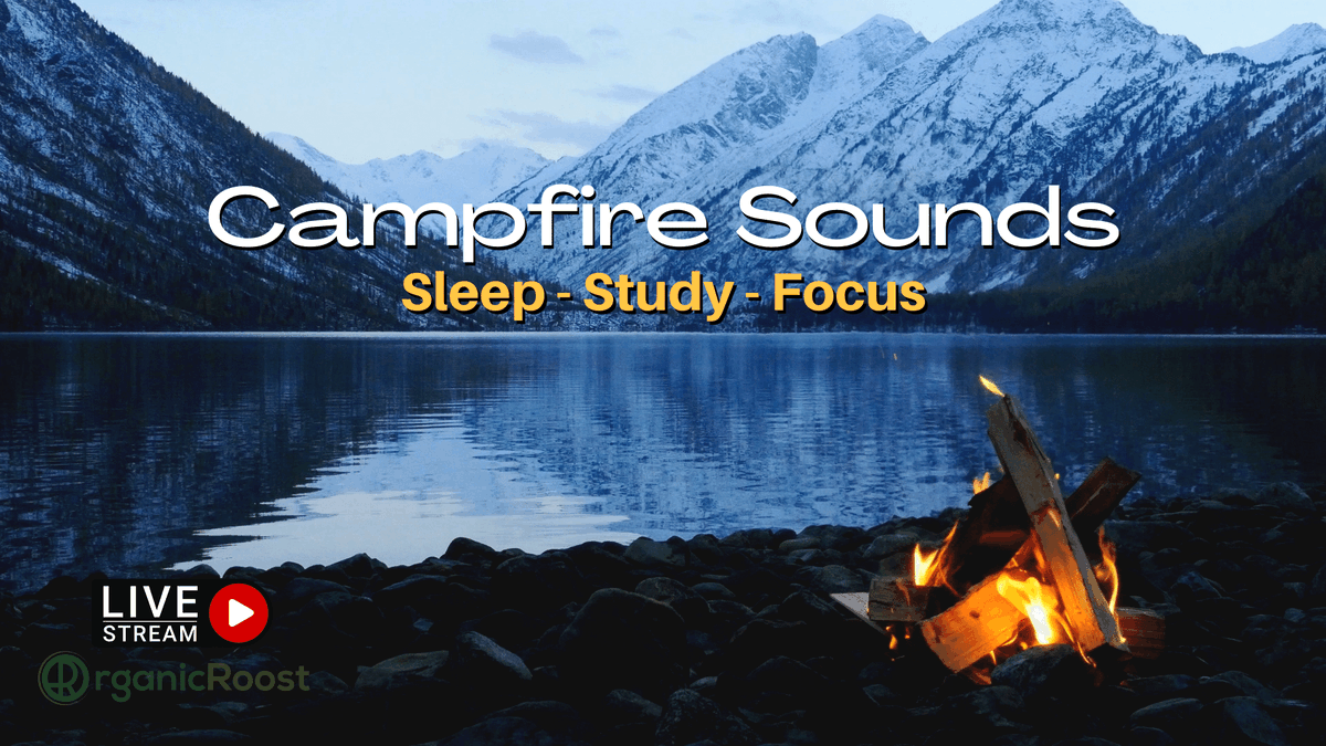 RT <a href="/SMDirectLive/">Social Media Direct</a>: Campfire - Bonfire Natural White Noise for Deep Sleep Work Studying &amp; Focus youtu.be/CCdnFEsaLEw via <a href="/YouTube/">YouTube</a> 

#CAMPFIRE #Bonfire #ambientsounds #whitenoise #soundstostudy #relaxingsounds
