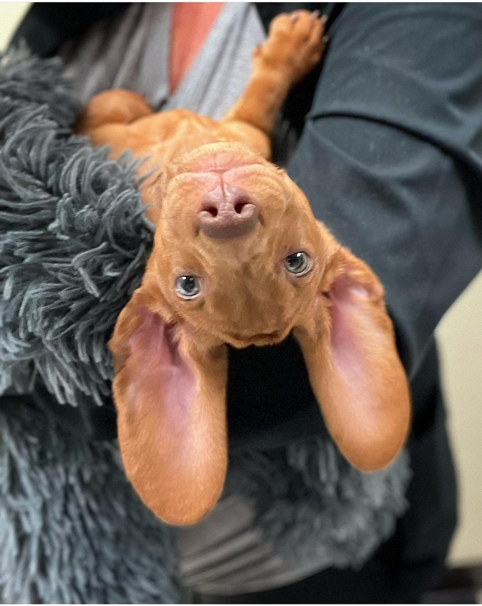 German_Autohaus's tweet photo. #Martini the mini #weenie making her rounds around #Chattanooga and getting lots of love.
#GermanAutohaus #Tennessee #MartiniRacing #Dachshund #MiniDachshund #MiniWeenie #ShopDog #ShopPup #Puppy #Dapple #PuppyBreath #TooManyPuppyKisses https://t.co/f9H0NRoLmP
