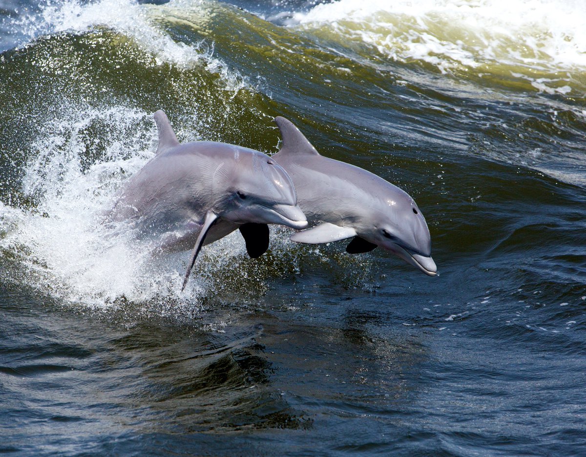 2AnimalsUnited's tweet photo. New study has found that Bottlenose dolphins taste other dolphins' pee to discern their friends from unrelated dolphins to recognise them. Solid evidence that dolphins have a complex understanding of their family and friends. #dolphins #animalbehavior https://t.co/ARO0kuxPY0